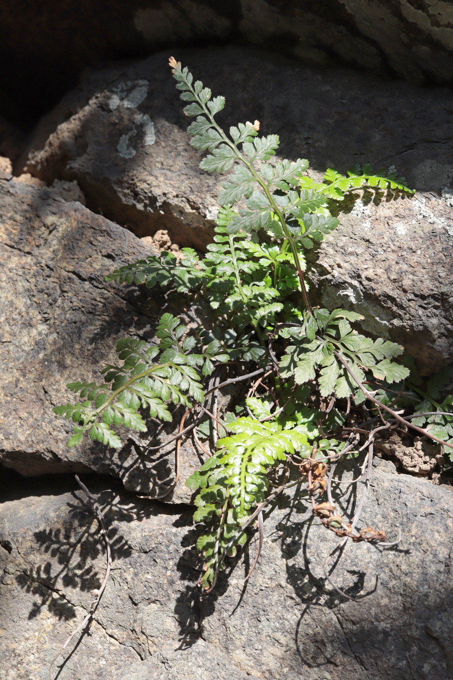 Image of Asplenium billotii specimen.