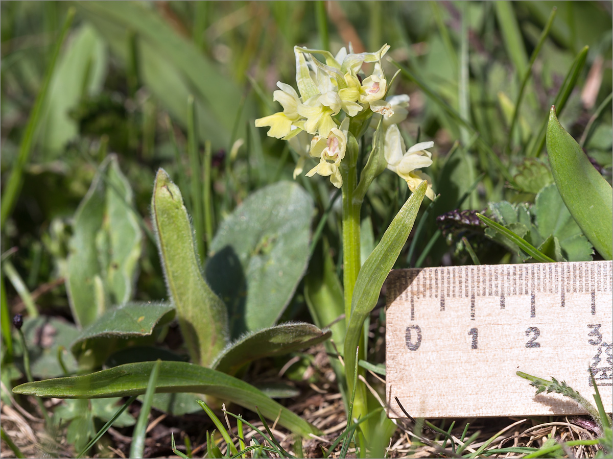 Изображение особи Dactylorhiza romana ssp. georgica.