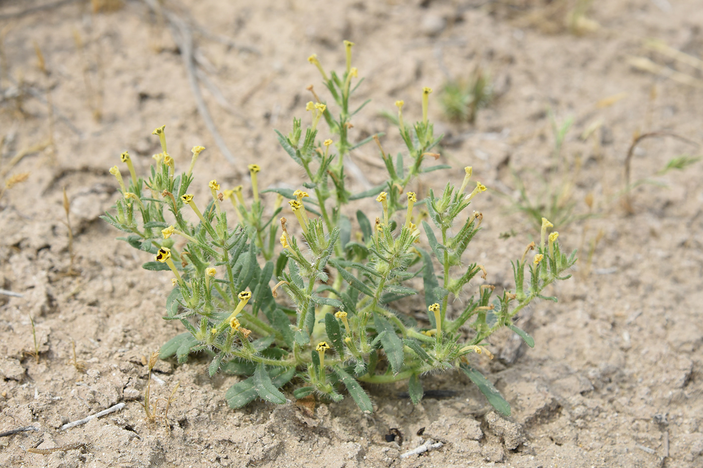 Изображение особи Arnebia decumbens.