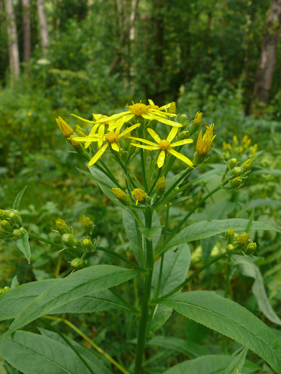 Изображение особи Senecio nemorensis.