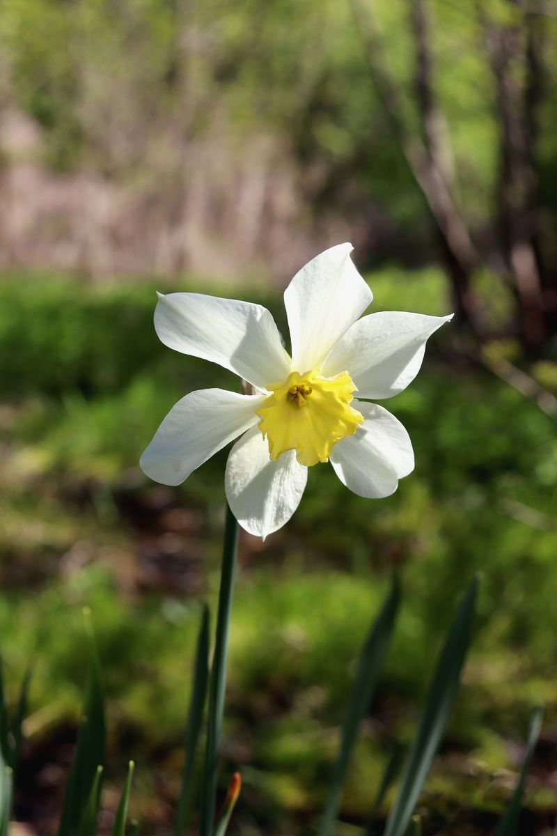 Image of Narcissus poeticus specimen.