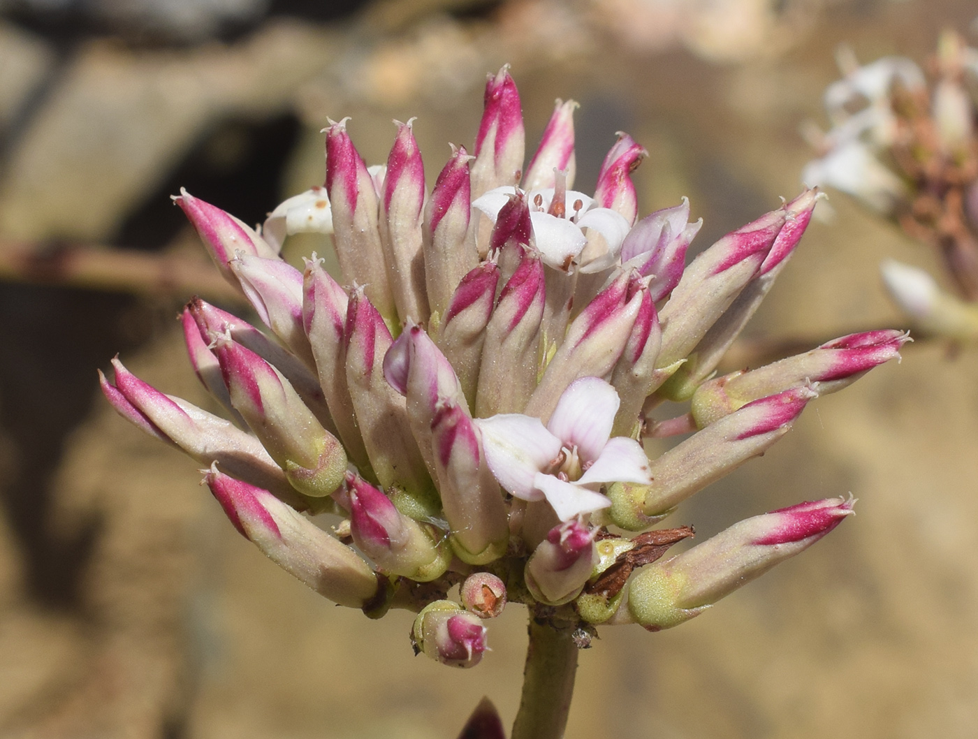 Image of genus Kalanchoe specimen.