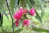 genus Eucalyptus. Соцветия и листья. Австралия, штат Северная Территория, графство Западный Арнем, национальный парк \"Kakadu\", окр. Gungural. 17.12.2010.