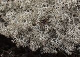 Cladonia rangiferina