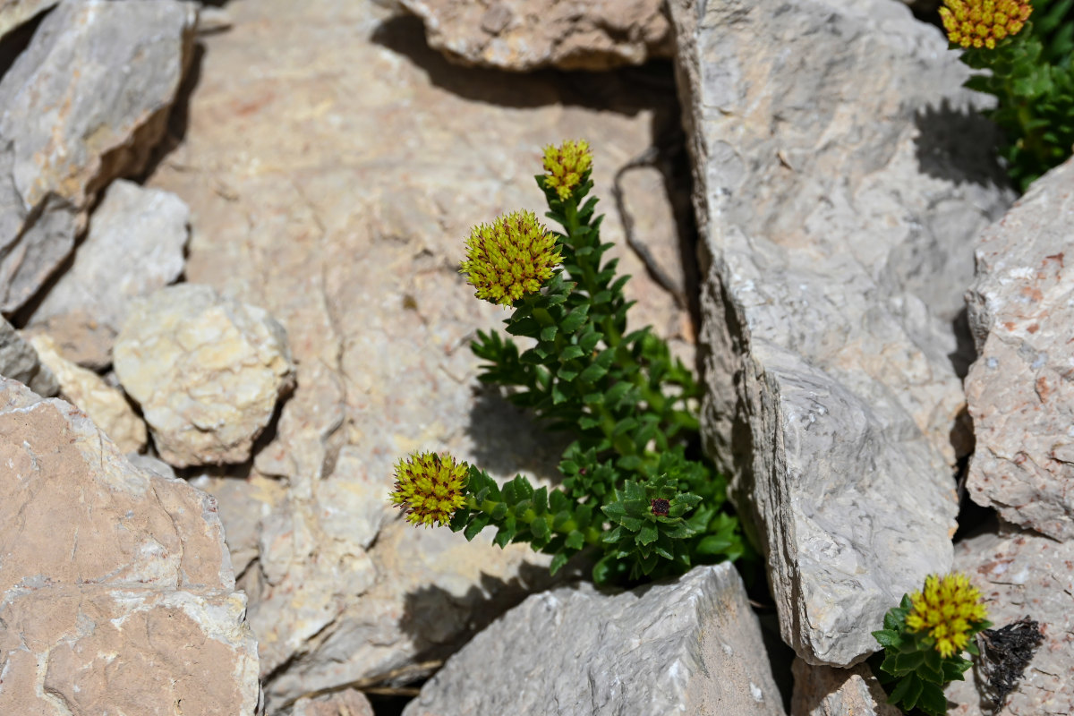 Image of Rhodiola heterodonta specimen.