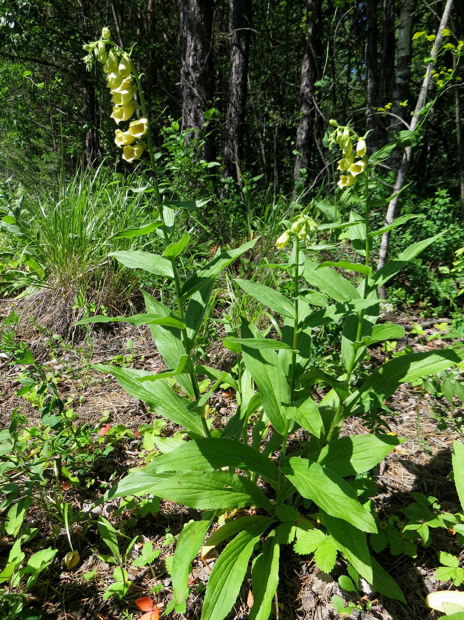 Изображение особи Digitalis grandiflora.