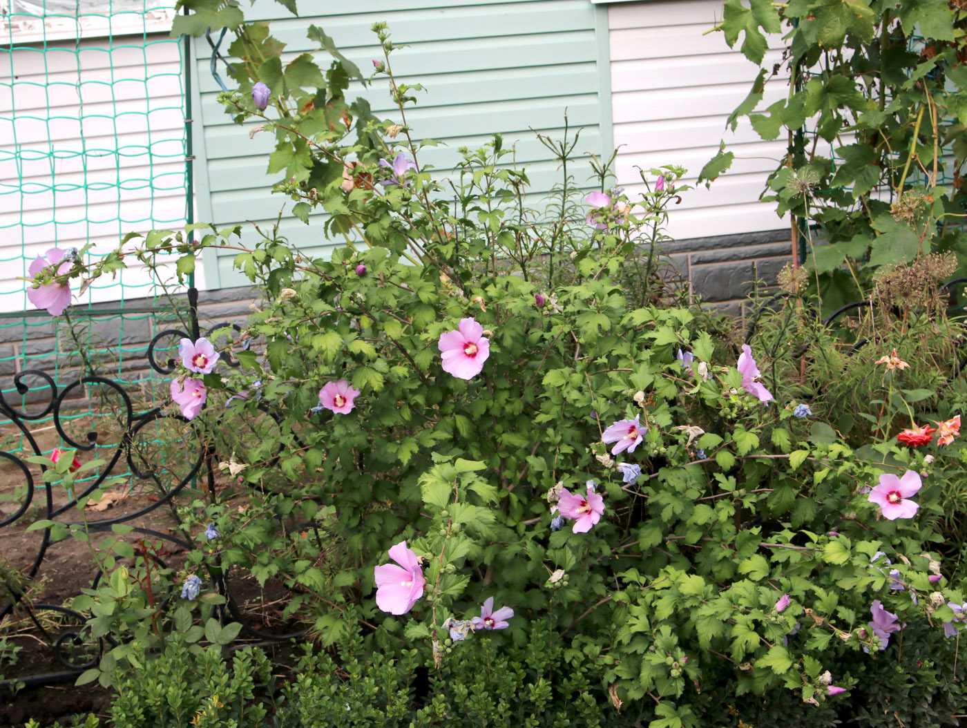 Image of Hibiscus syriacus specimen.