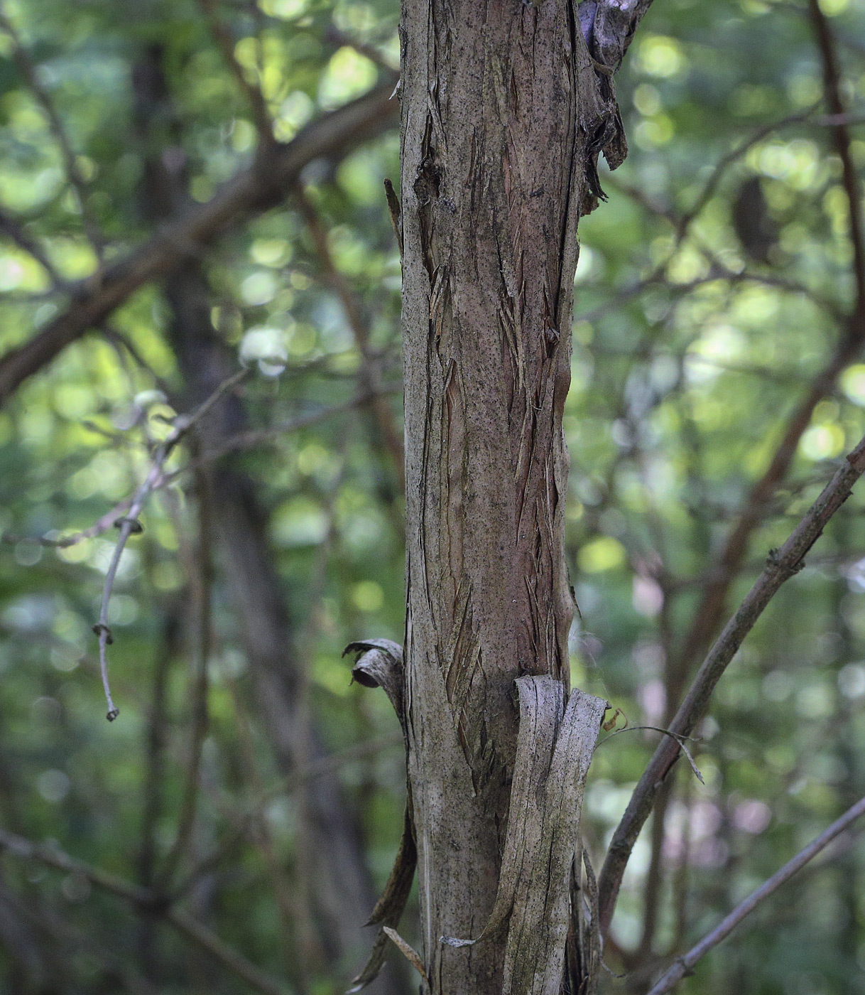 Image of Lonicera edulis specimen.