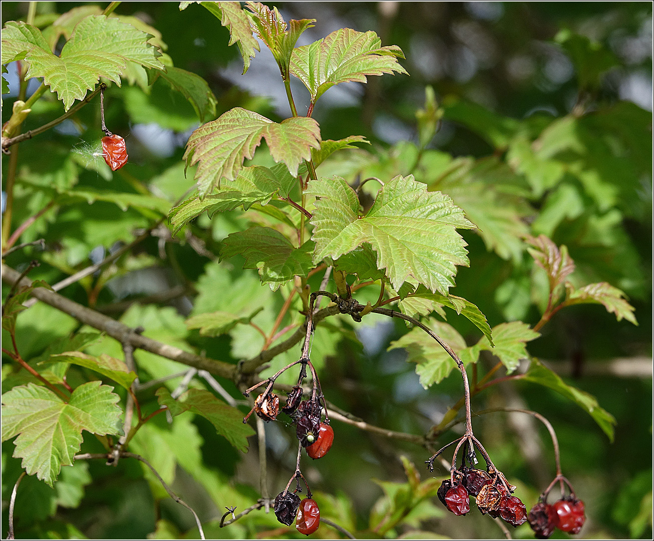 Image of Viburnum opulus specimen.