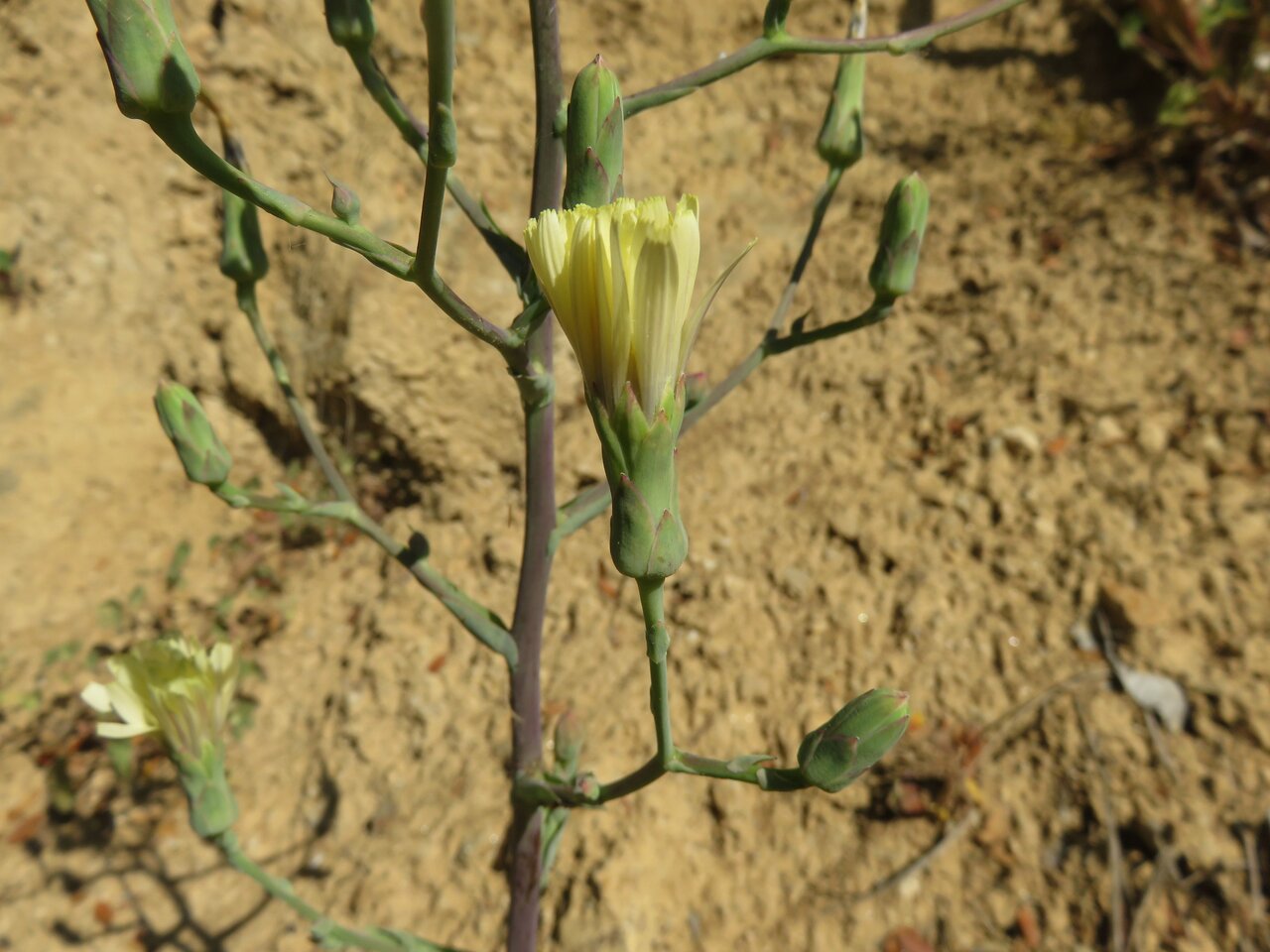 Изображение особи Lactuca tuberosa.