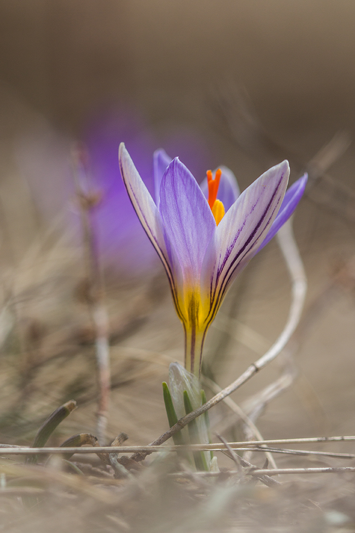 Image of Crocus reticulatus specimen.