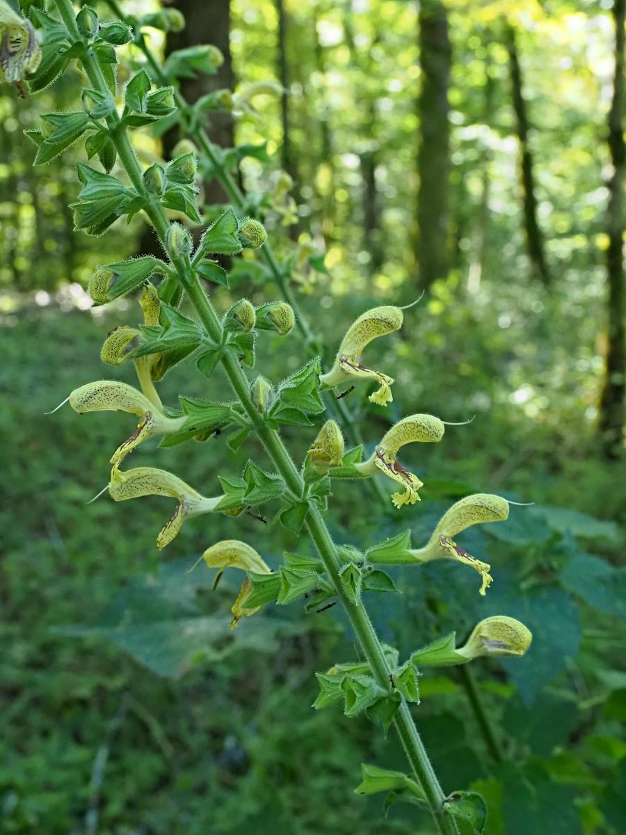 Изображение особи Salvia glutinosa.