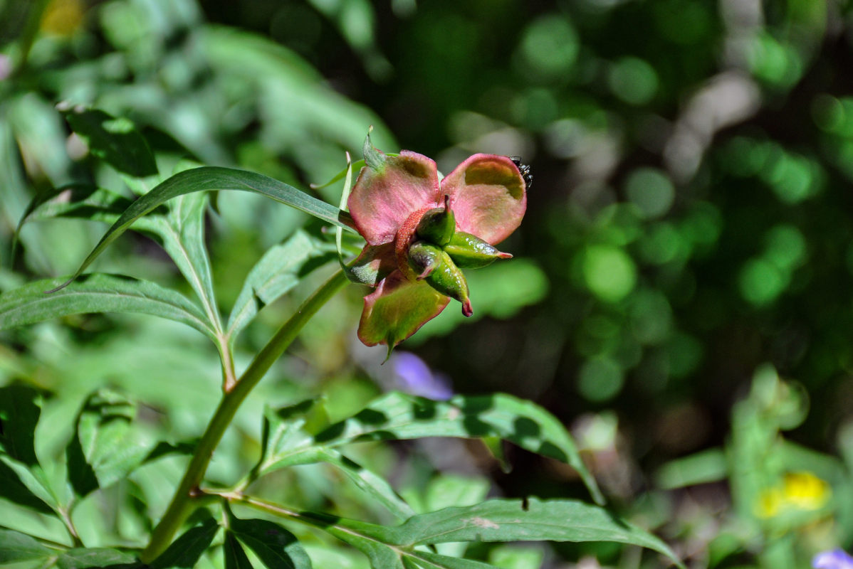 Image of Paeonia anomala specimen.