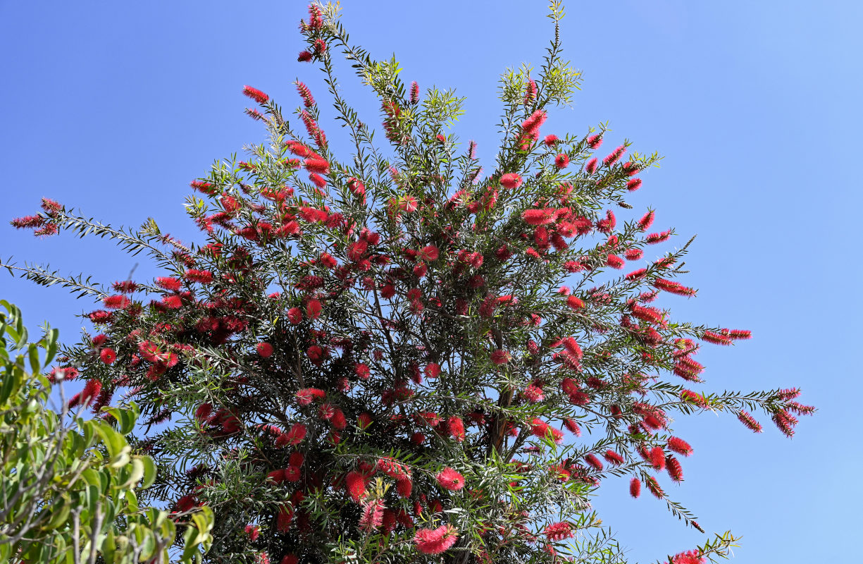 Image of Callistemon citrinus specimen.