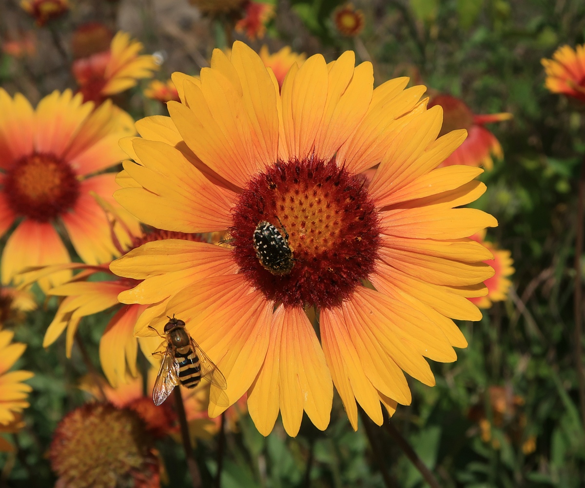 Image of Gaillardia aristata specimen.