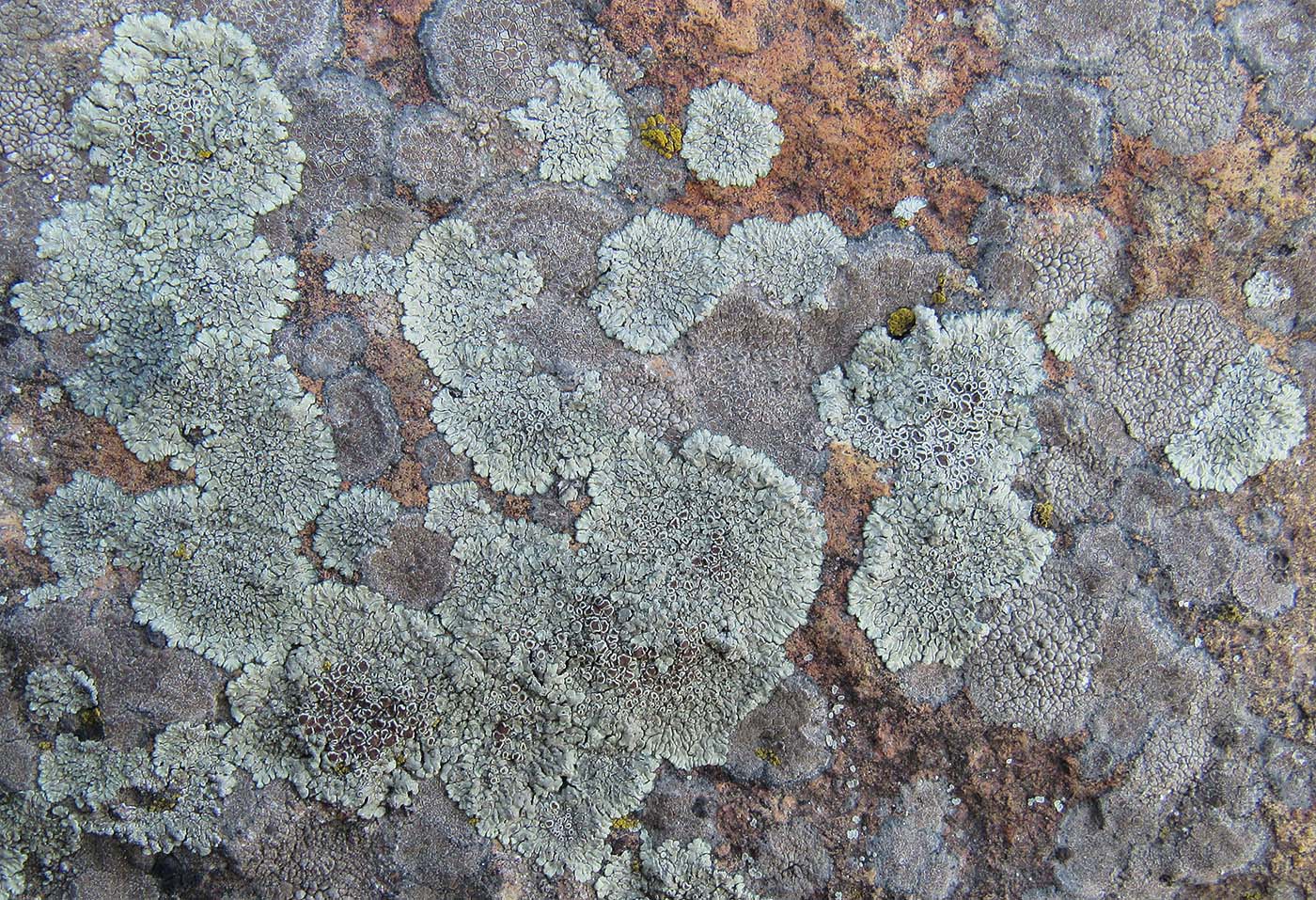 Изображение особи Lecanora muralis.