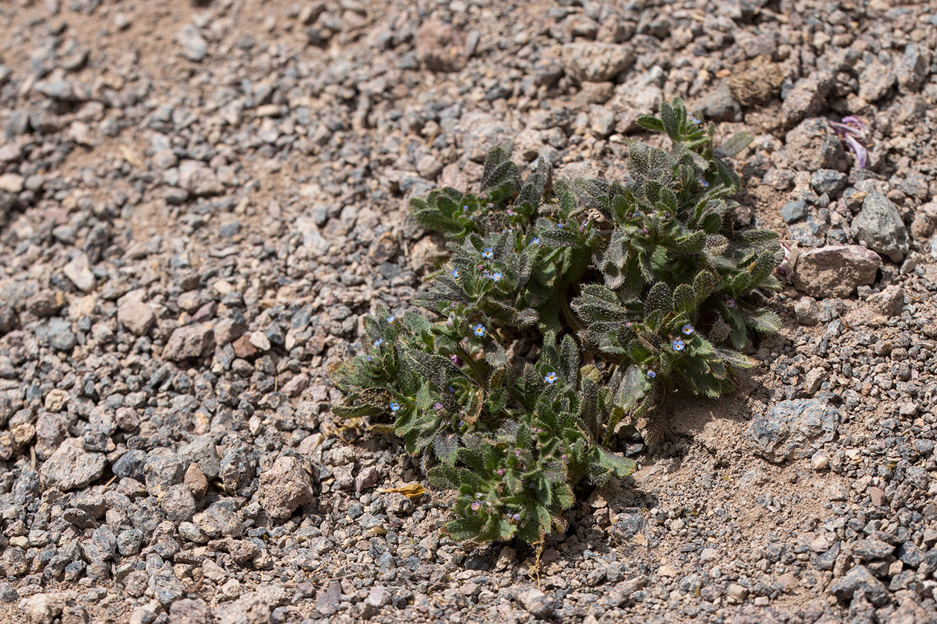 Image of Trigonocaryum involucratum specimen.