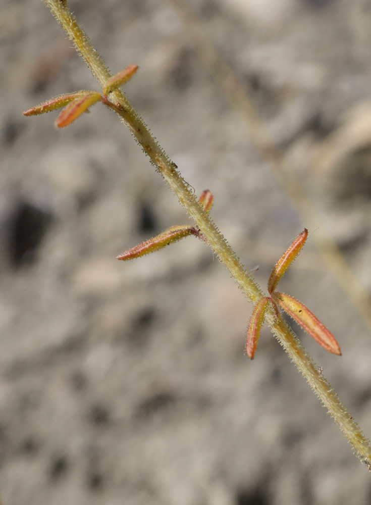 Изображение особи Cleome canescens.