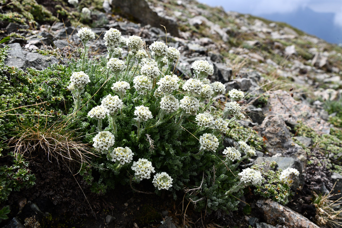 Image of Smelowskia calycina specimen.