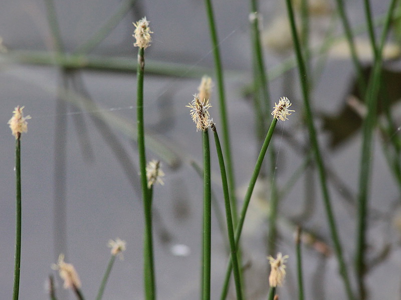 Image of Eleocharis palustris specimen.