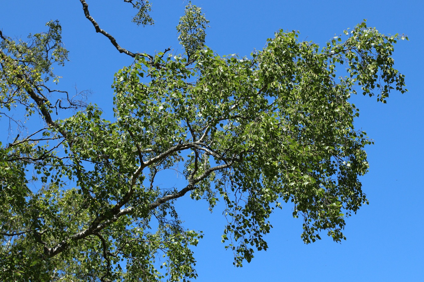 Изображение особи Betula pubescens.