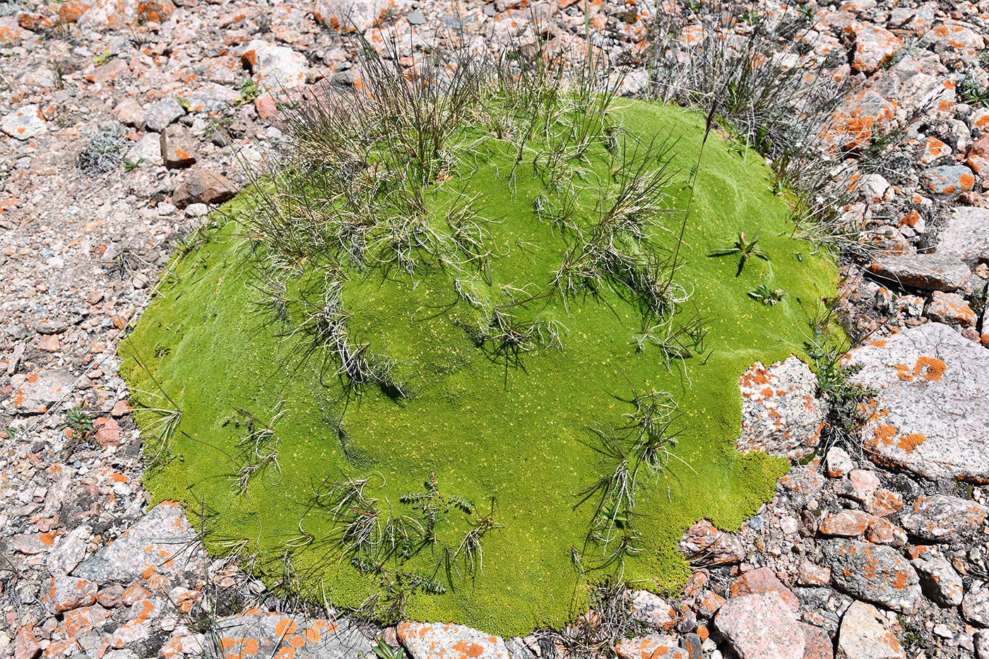 Изображение особи Thylacospermum caespitosum.