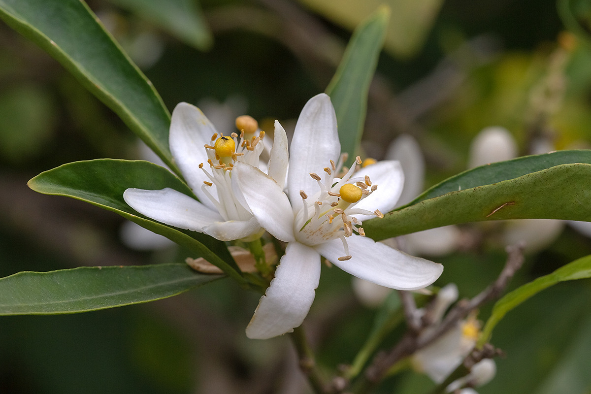 Изображение особи Citrus reticulata.