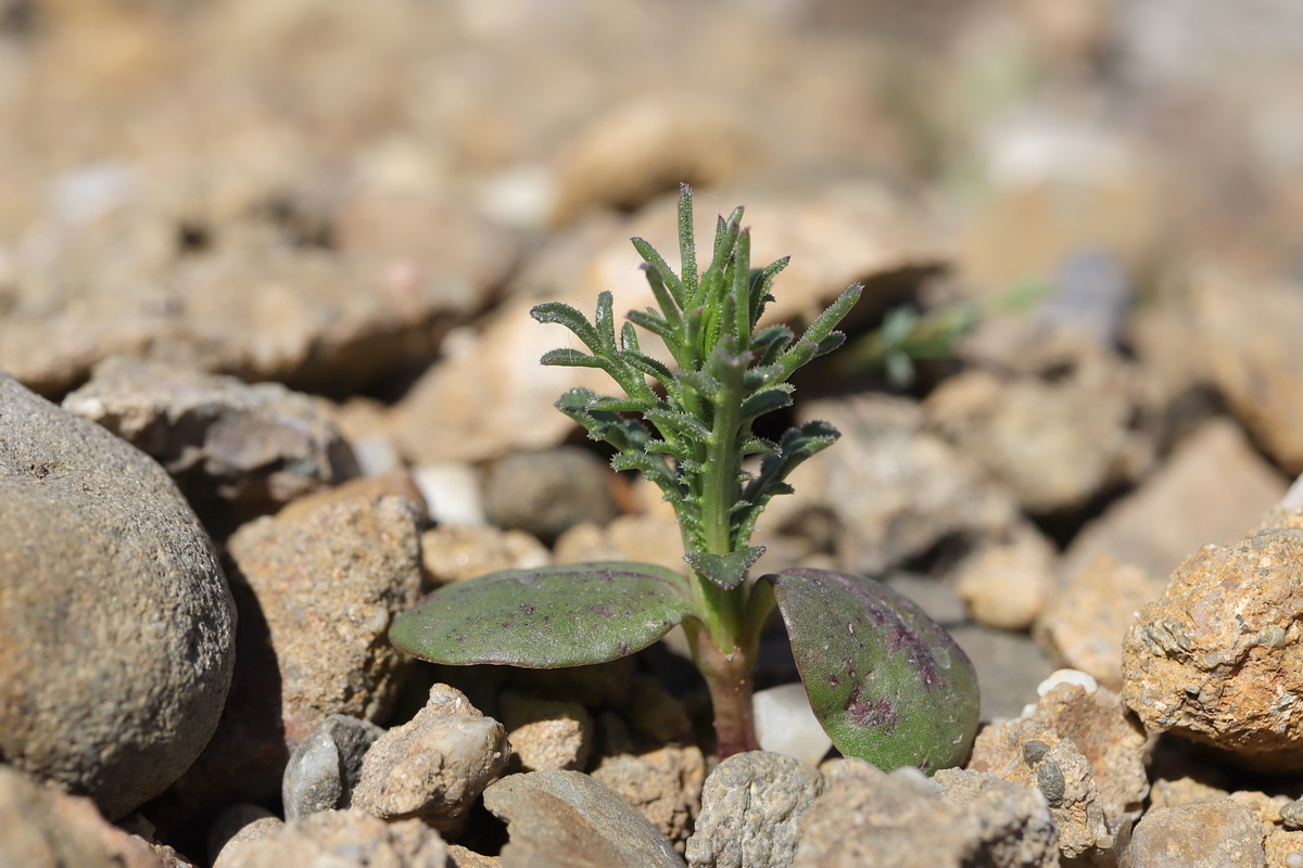 Image of Crupina vulgaris specimen.