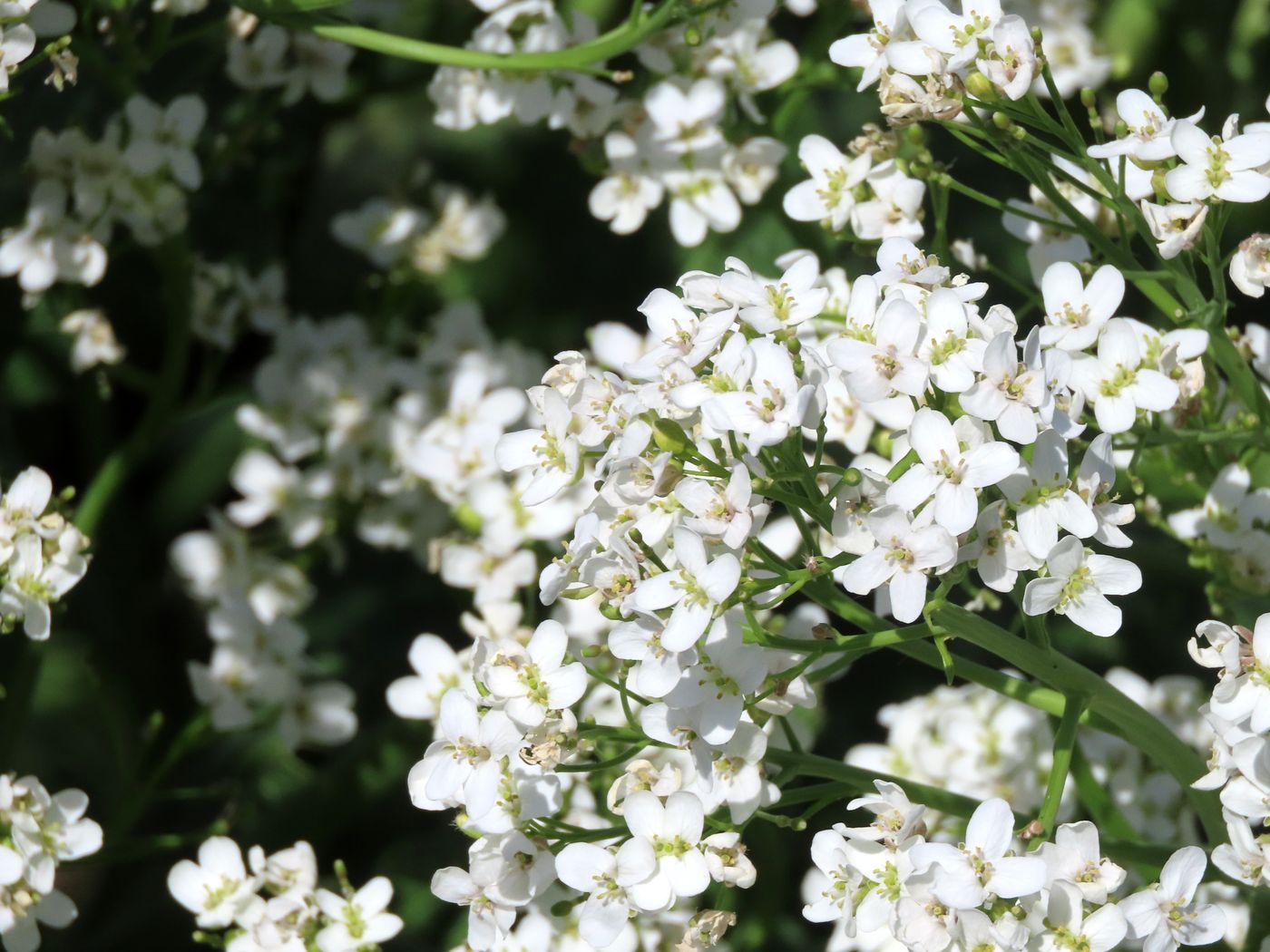 Image of Crambe kotschyana specimen.