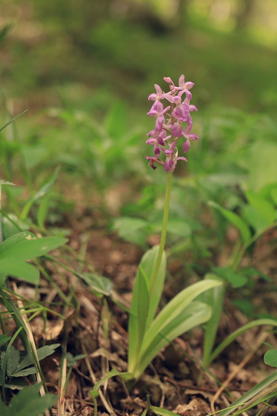 Изображение особи Orchis &times; loreziana.