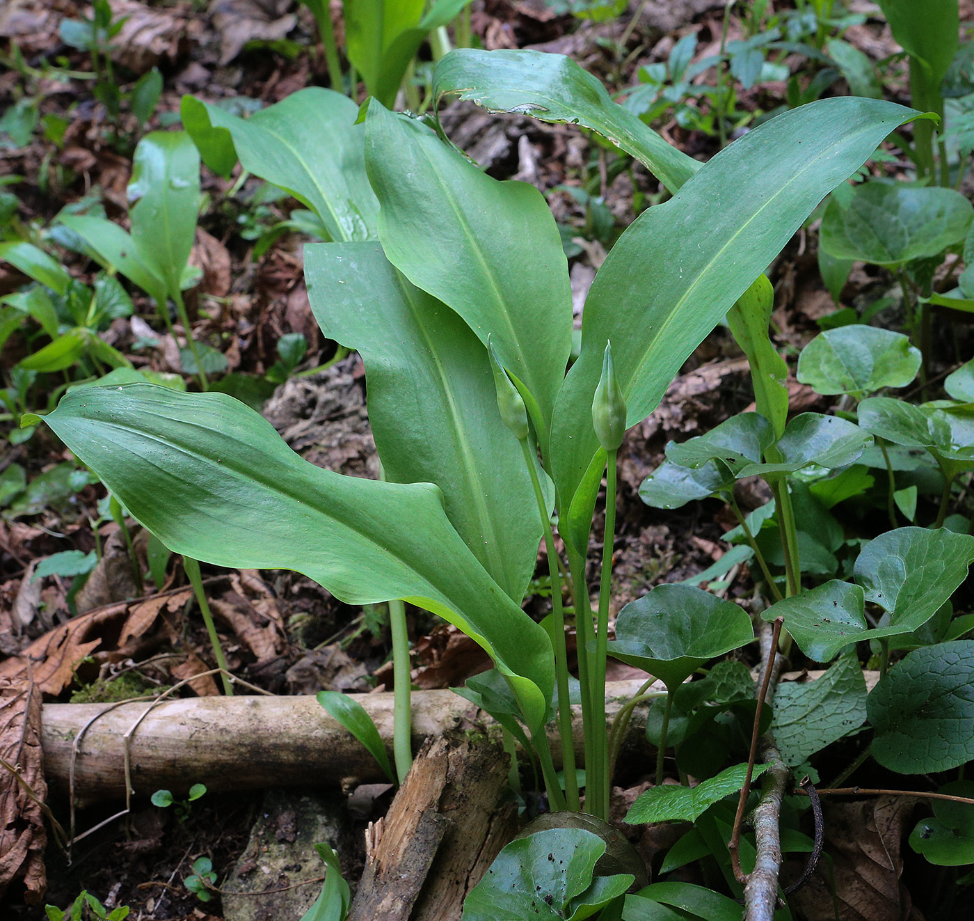 Image of Allium ursinum specimen.