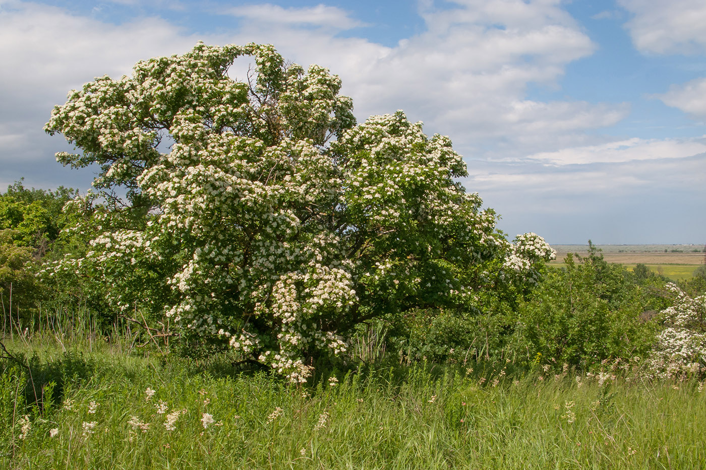 Изображение особи Crataegus dipyrena.