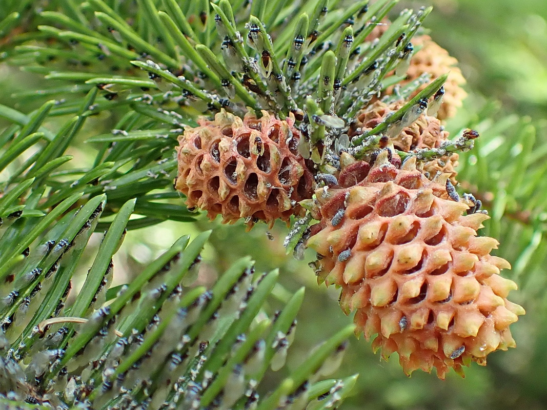 Image of Picea ajanensis specimen.