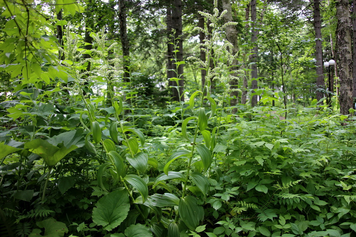 Изображение особи Veratrum grandiflorum.