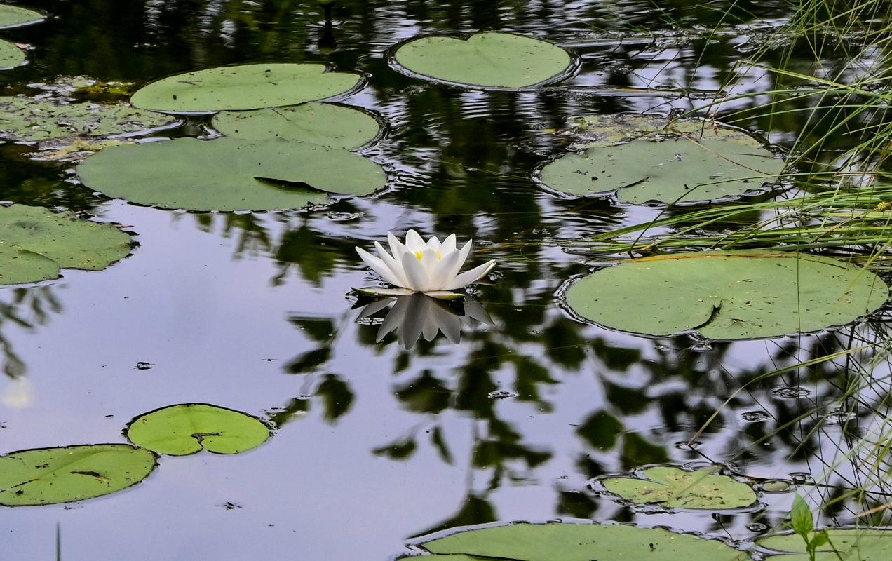 Изображение особи Nymphaea candida.