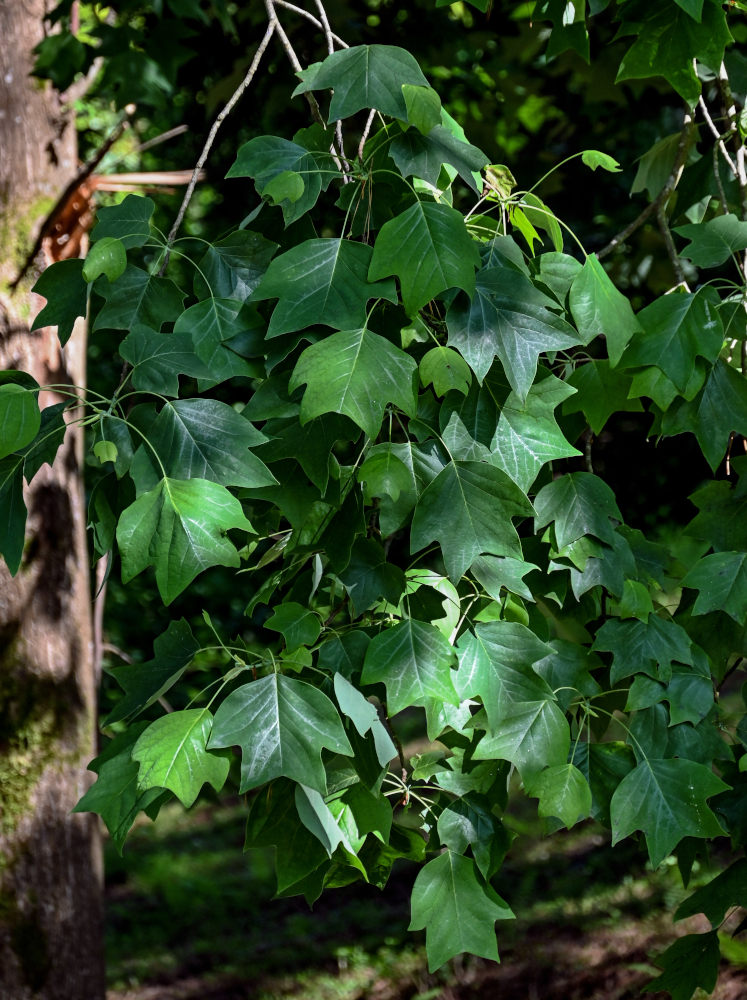 Изображение особи Liriodendron tulipifera.