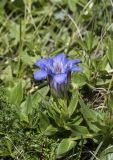 Gentiana septemfida. Верхушка цветущего растения. Кабардино-Балкария, Зольский р-н, северный склон горы Эльбрус, ур. Аэродром, выс. ок. 2650 м н.у.м. 15.07.2024.