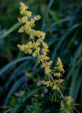 genus Galium. Верхушка плодоносящего растения. Курильские о-ва, о-в Итуруп, долина р. Водопадная, луговой склон. 19.08.2023.