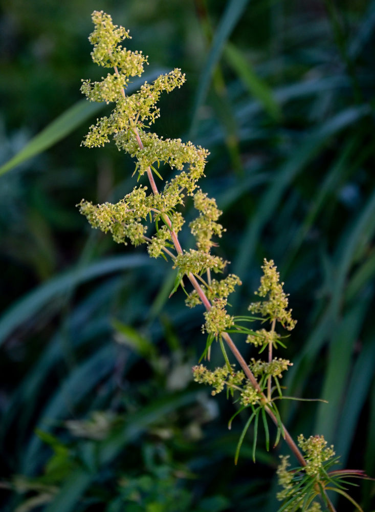 Изображение особи род Galium.