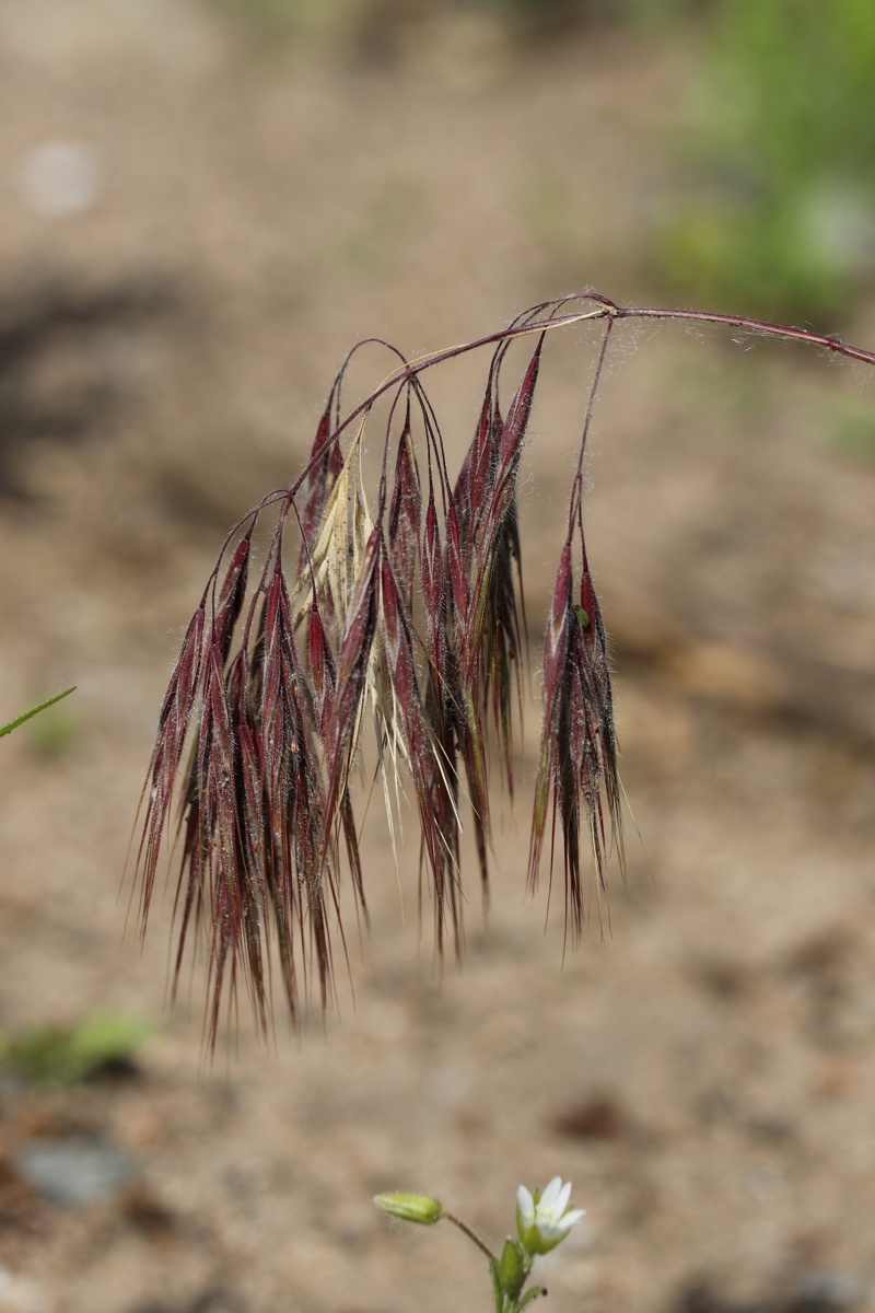 Изображение особи Anisantha tectorum.