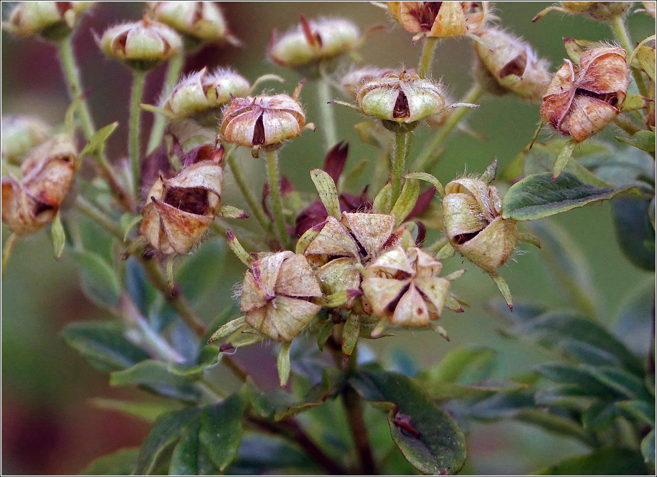 Image of Dasiphora fruticosa specimen.