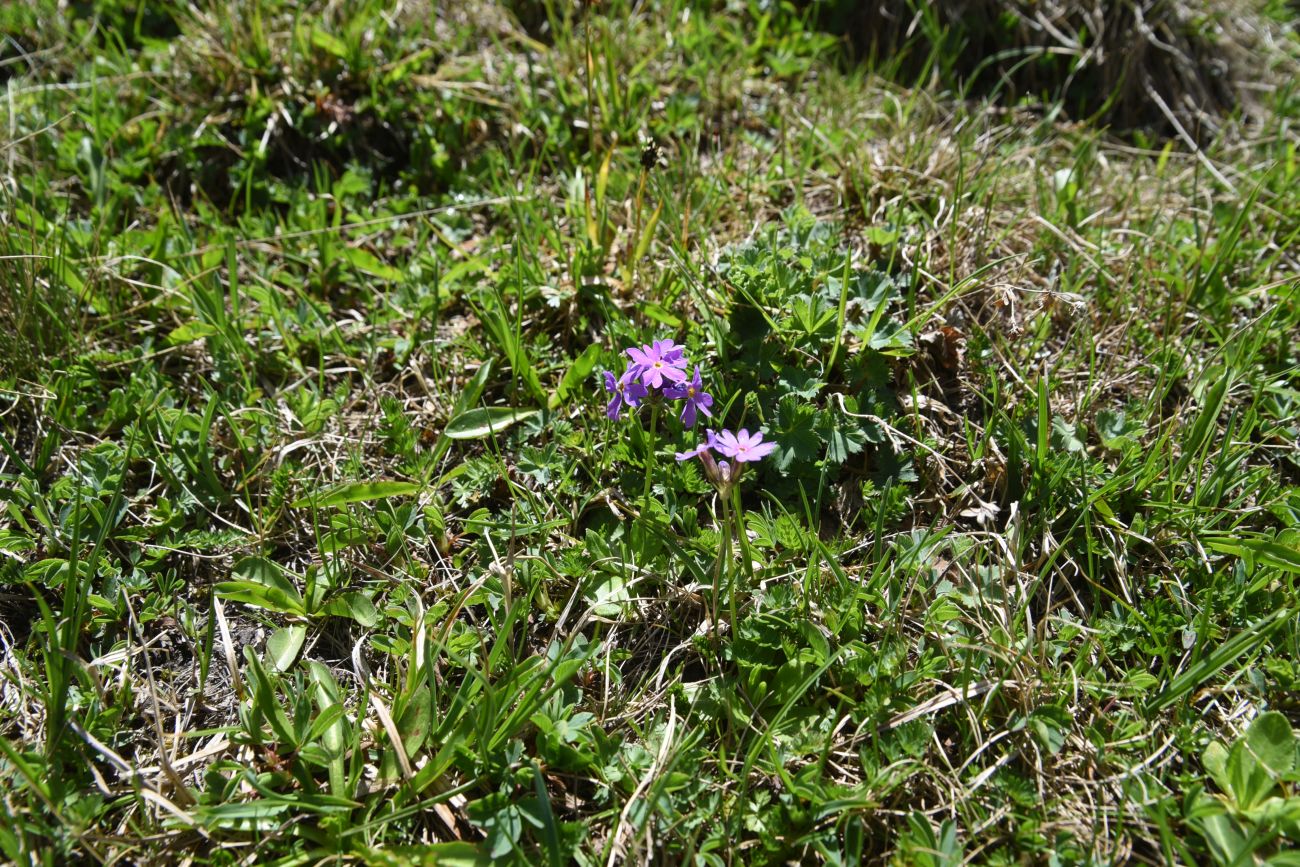 Image of Primula algida specimen.