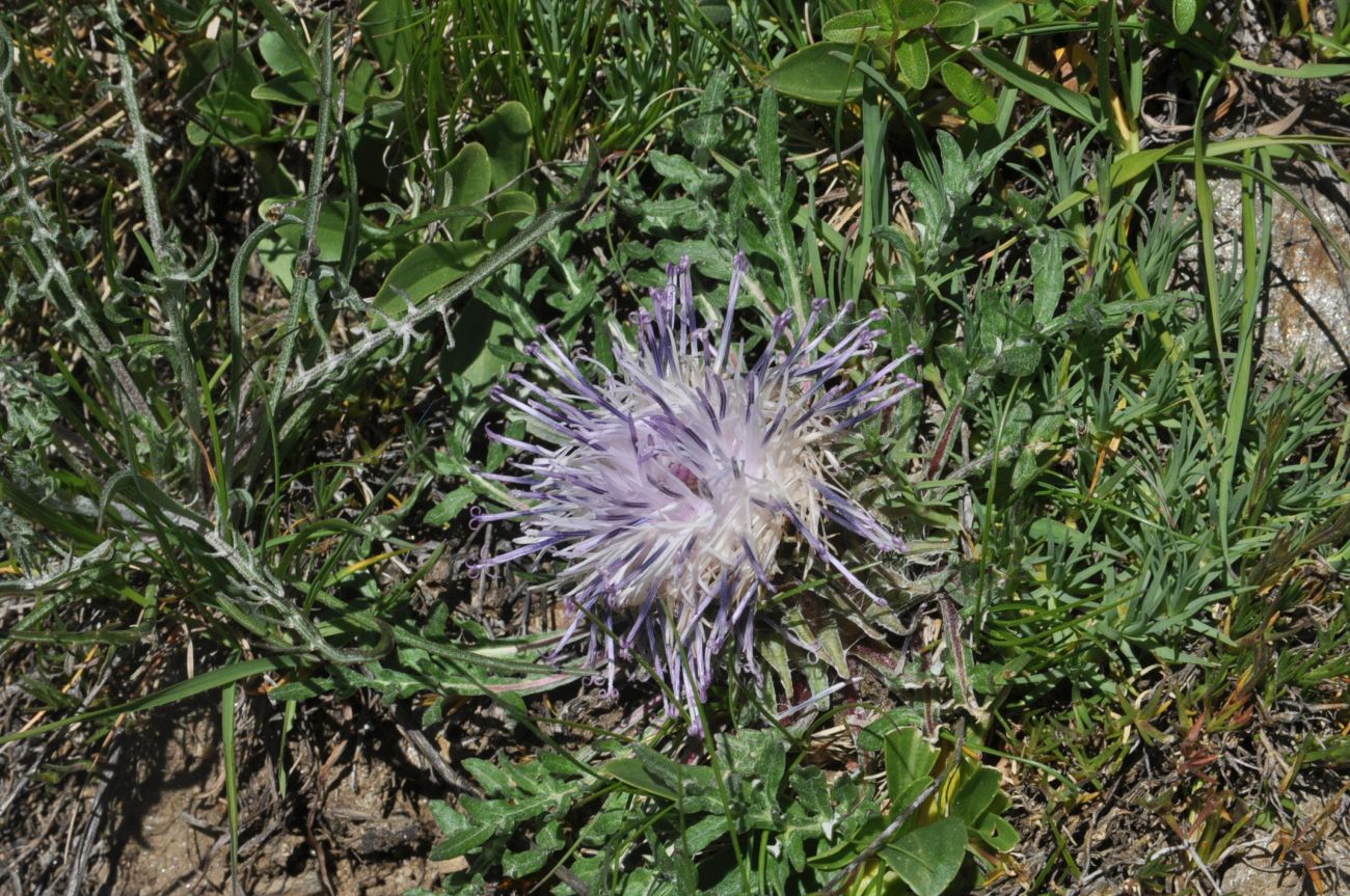 Image of Jurinella subacaulis specimen.