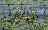 Sagittaria sagittifolia. Вегетирующие растения в сообществе с Nuphar lutea. Костромская обл., г. Кострома, устье р. Кострома, в воде у берега. 29.06.2024.