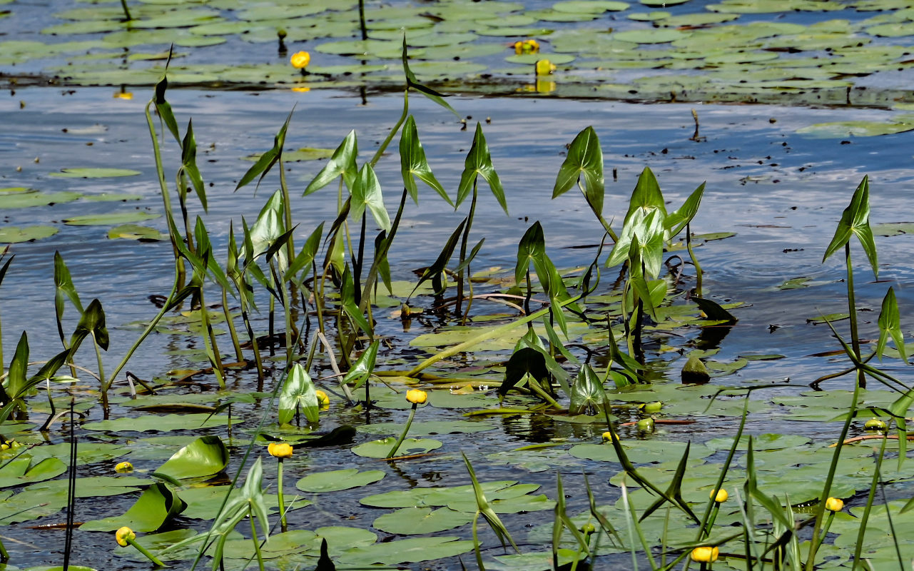 Image of Sagittaria sagittifolia specimen.