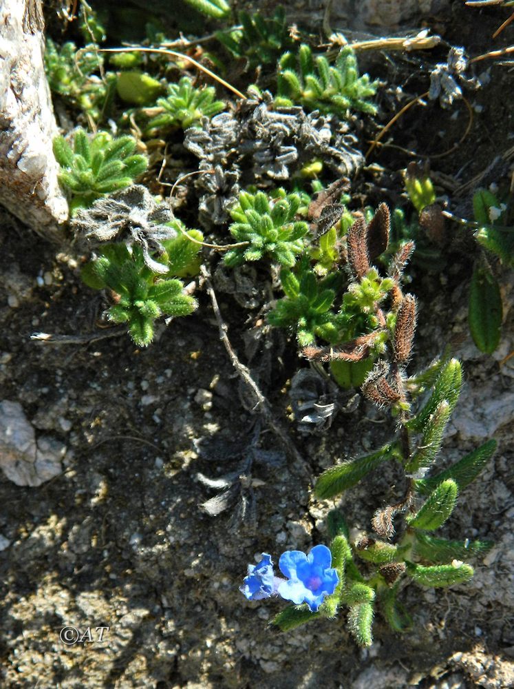 Image of genus Lycopsis specimen.