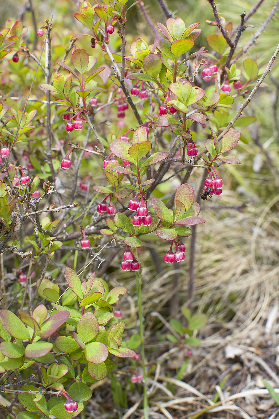 Изображение особи Vaccinium uliginosum.