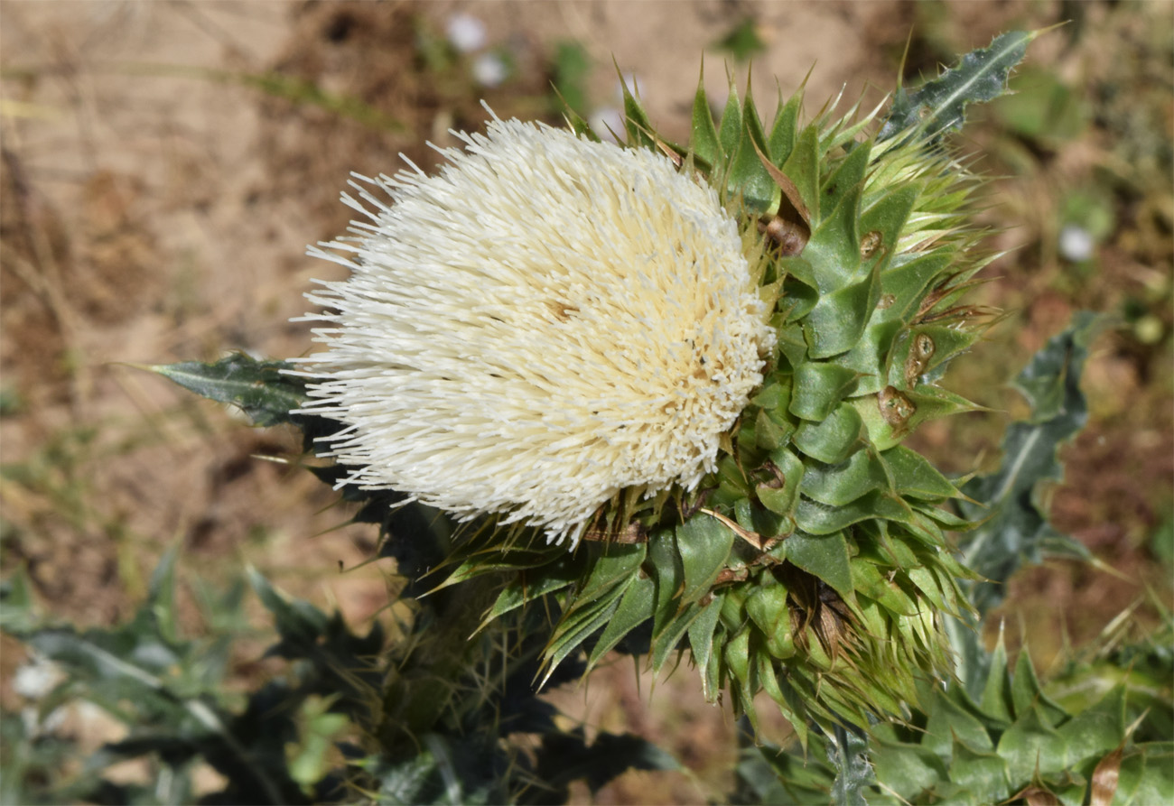 Изображение особи Carduus coloratus.