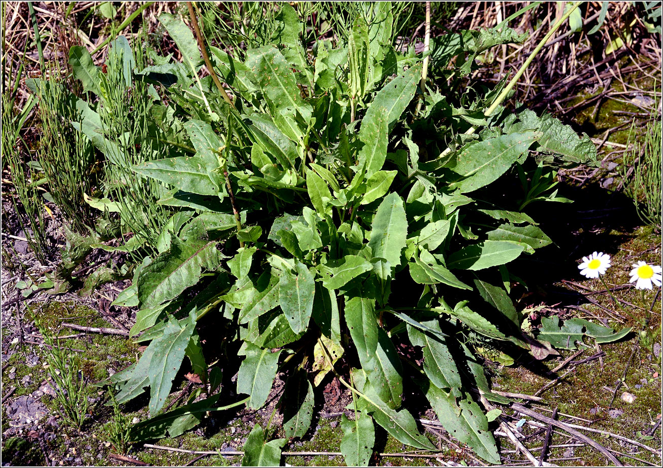 Image of genus Rumex specimen.