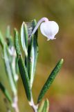 Andromeda polifolia. Верхушка побега с цветком. Санкт-Петербург, Курортный р-н, Сестрорецкое болото, верховое болото. 10 августа 2023 г.